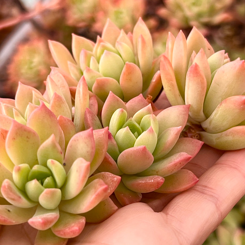 marukoです　　　多肉植物 カット苗 ❤︎多肉植物 つぶつぶカット苗set④❤︎