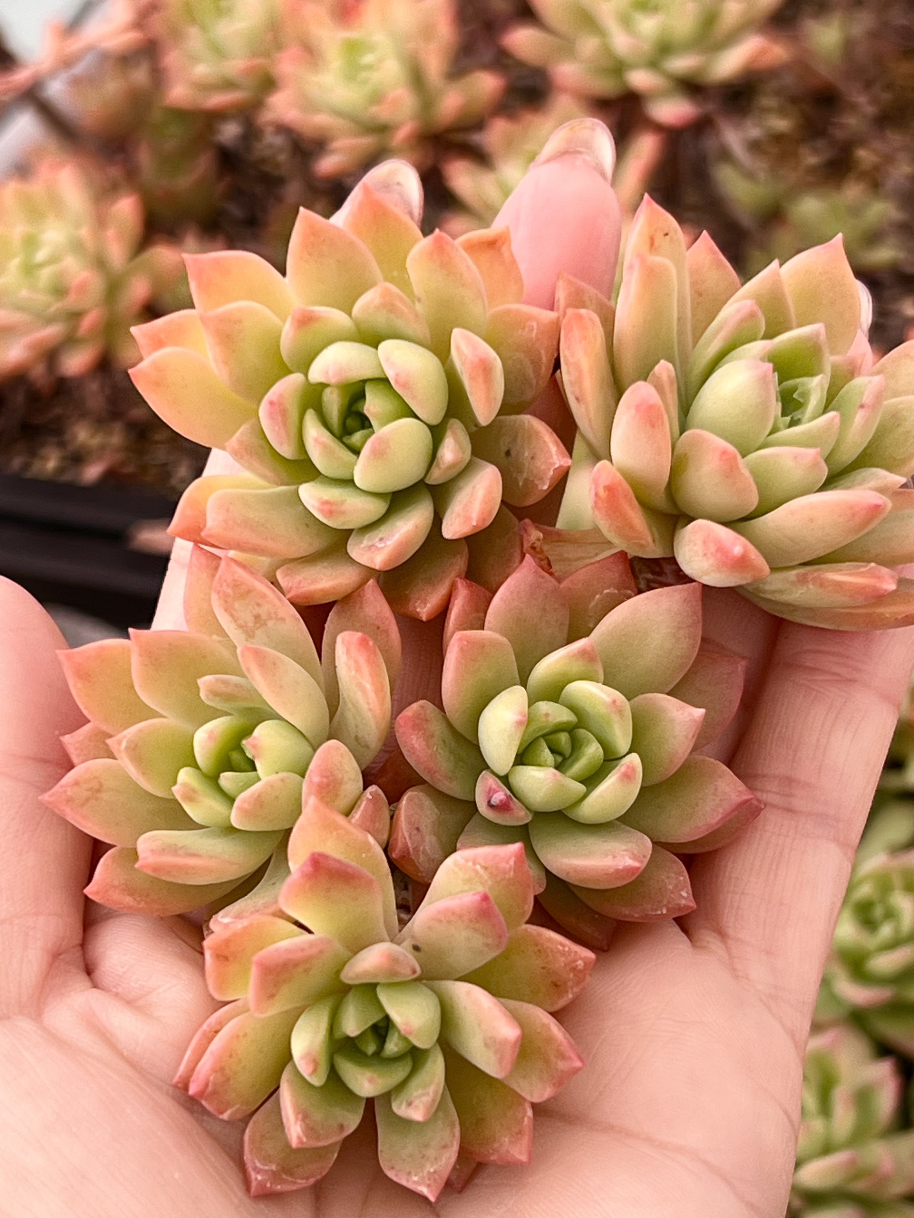 多肉植物カット苗　c 0_3483dc47e4ecf0d85110ebd8327d