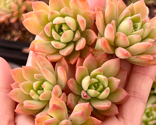 f07c25390196f3c7540e83f28d71db