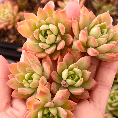 多肉植物 マッコス 大きめ カット苗　5個　エケベリア 多肉植物 マッコス 大きめ カット苗 5個 エケベリア - メルカリ