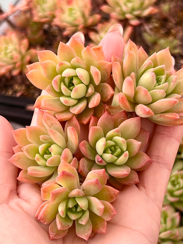 多肉植物 マッコス 大きめ カット苗　5個　エケベリア 多肉植物 マッコス 大きめ カット苗 5個 エケベリア