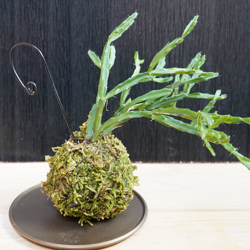 リプサリス苔玉 吊るし苔玉 ハンギング 観葉植物 その他インテリア雑貨 