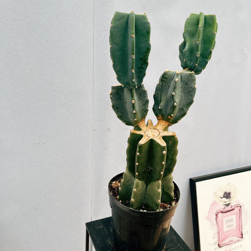 越冬済み　柱サボテン 鬼面角　6頭発根　サボテンブランチ　カリフォルニア工務店 特別価格 柱サボテン 鬼面角 6頭発根 サボテンブランチ