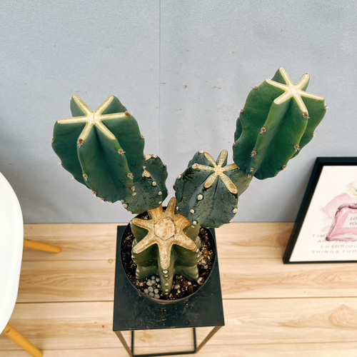 現品　サボテン　柱サボテン　ブランチ　柱サボテンブランチ　鬼面角　6番　室内 現品］かわいい♡ 柱サボテン 鬼面角 ブランチ 6号 観葉植物