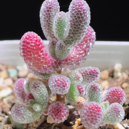 新入荷 多肉植物 ドロサンテマム 超キラキラ Pink Ice crystal