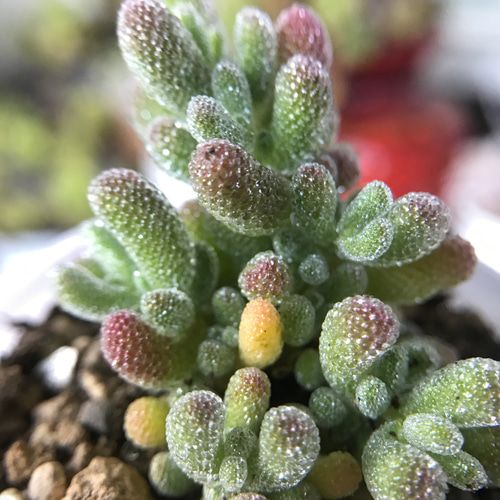 新入荷 ドロサンテマム 多肉植物 人気種 2354ed597631de1f46d8eabc0f8786