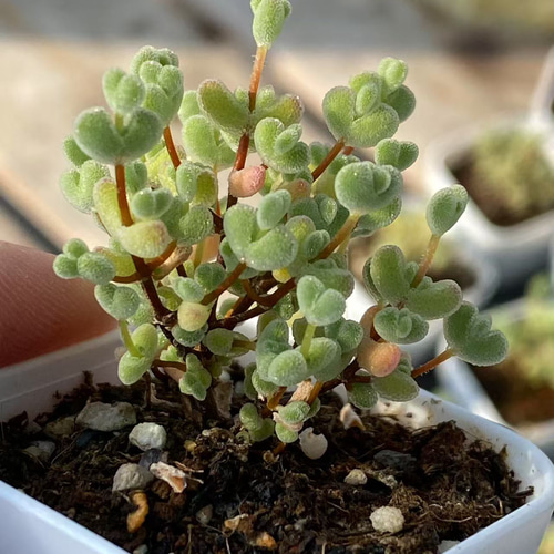 新入荷 多肉植物 ドロサンテマム 翡翠 小苗 抜き苗 1株 多肉植物