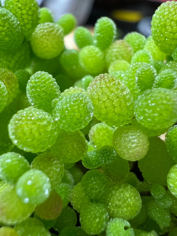 新入荷 多肉植物 ドロサンテマム 小小米 抜き苗 1株 7cm鉢 新