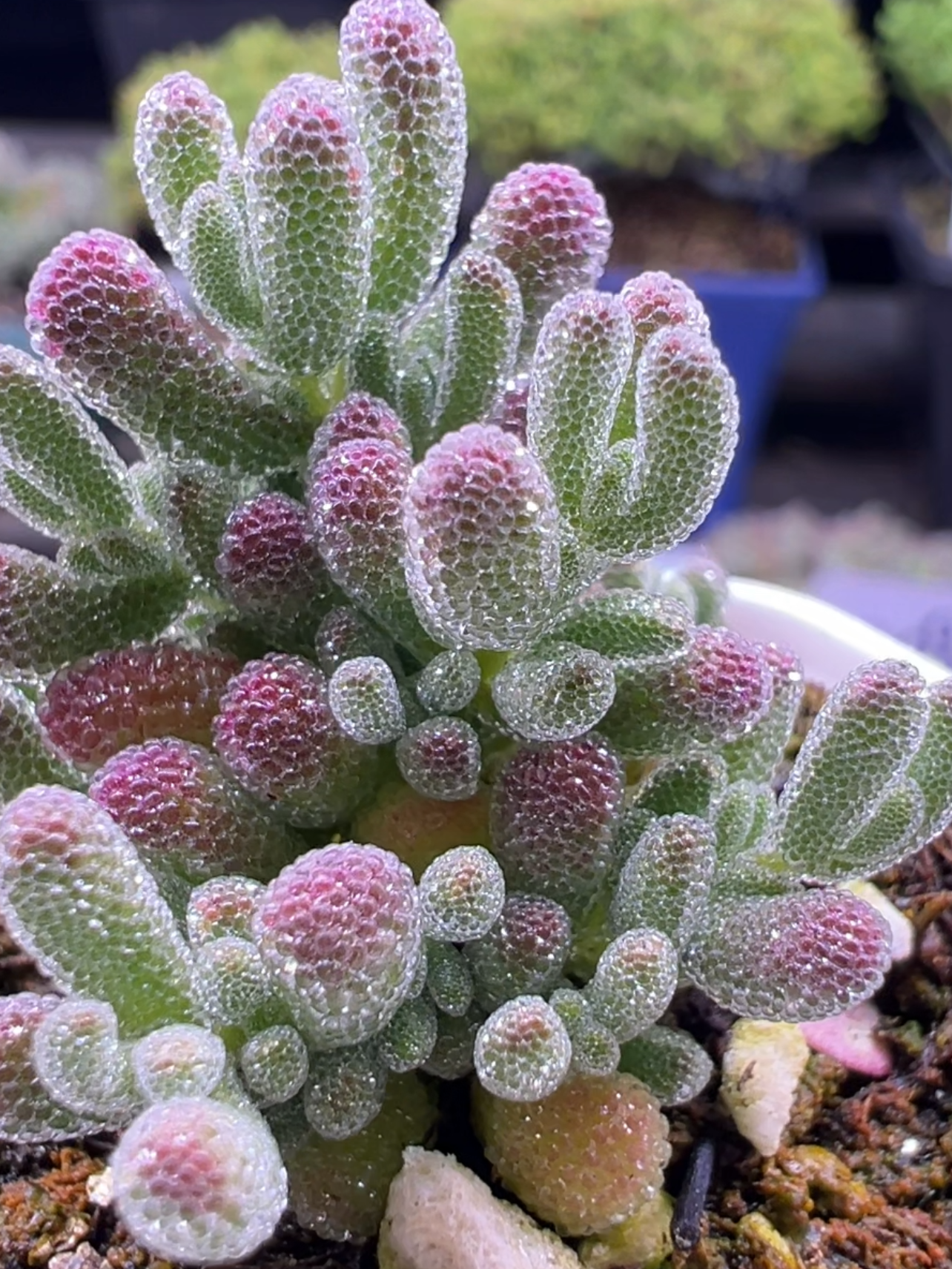 レア　多肉植物　ドロサンテマ 超キラキラ Purple flash 抜き苗１株 レア　多肉植物　ドロサンテマ 抜き苗１株 Purple 超キラキラ flash
