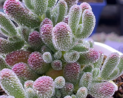 超レア　多肉植物ドロサンテマ 超キラキラ Purple flash 抜き苗１株 10a16d94de163846c54621e48d83a9