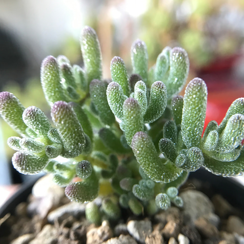 レア　多肉植物　ドロサンテマ 超キラキラ Purple flash 抜き苗１株 新入荷 超レア 多肉植物 ドロサンテマ 超キラキラ Purple flash