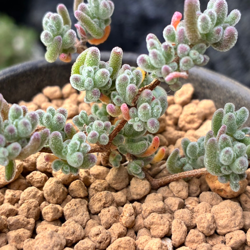 新入荷 ドロサンテマ 超キラキラ Purple Ice crystal 抜き苗 1株 多肉