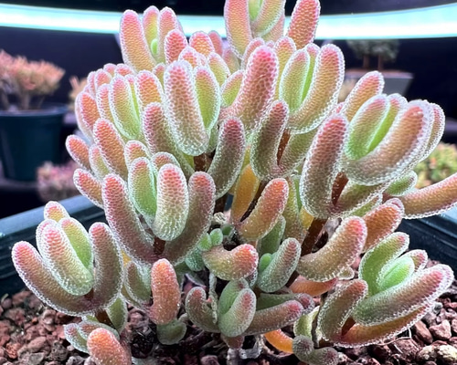 お買い得　早い者勝ち　多肉植物　人気ドロサンテマム キラキラ　超豪華 20品種 お買い得 早い者勝ち 多肉植物 人気ドロサンテマム キラキラ 超