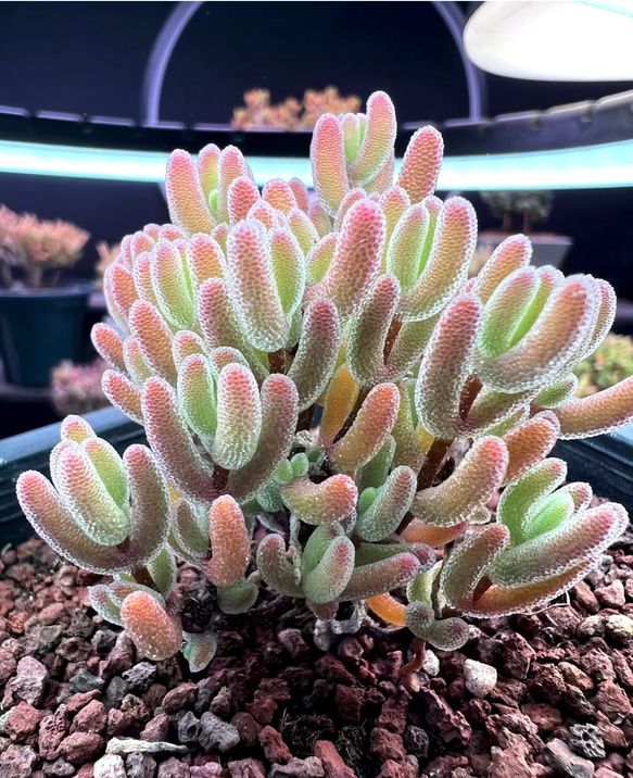 新入荷　多肉植物　ドロサンテマム　超キラキラ　瑠璃　抜き苗　1株 1枚目の画像