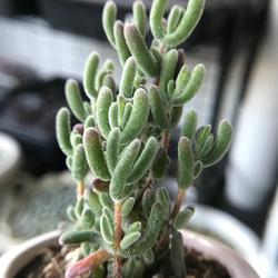 新入荷　多肉植物　ドロサンテマム　超キラキラ　瑠璃　抜き苗　1株 2枚目の画像