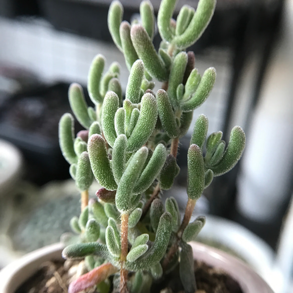 新入荷　多肉植物　ドロサンテマム　超キラキラ　瑠璃　抜き苗　1株 2枚目の画像