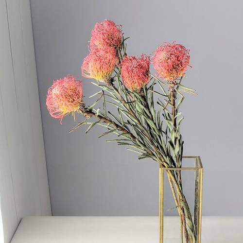 ピンクッション ドライフラワー ドライフラワー mamemona 通販