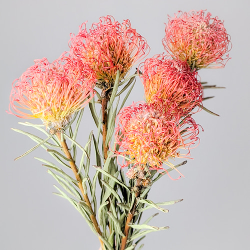 ピンクッション ドライフラワー ドライフラワー mamemona 通販