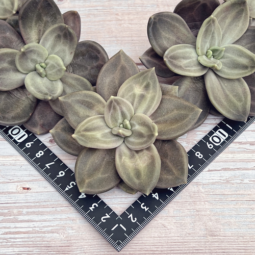 Amazon.co.jp: A！！多肉植物 レア苗 スタージェイ 大苗 665 2
