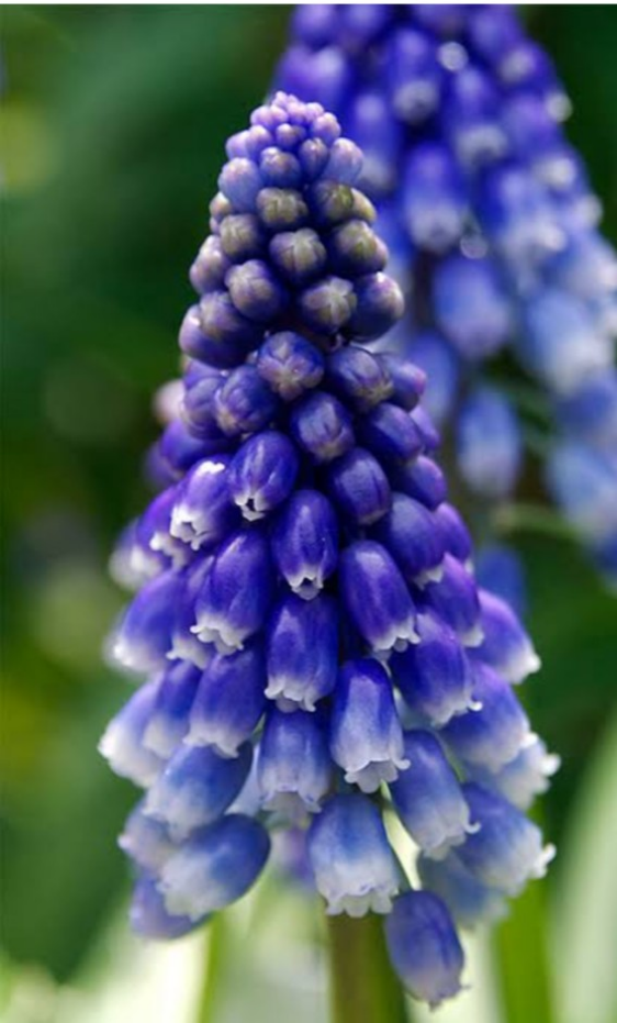 ムスカリ 【プリンブリン 2球 】艶のあるメタリックな品種ブリングブリングはオランダ語でシャイニー 輝く