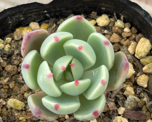 七福美尼(6-25)＊多肉植物＊抜き苗 多肉植物 ＊N＊ 通販