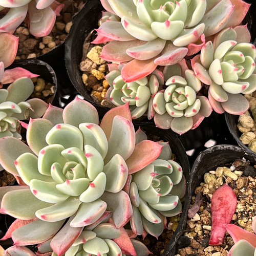 多肉植物　美斑❦七福美尼錦　抜き苗 多肉植物 七福美尼錦 抜き苗