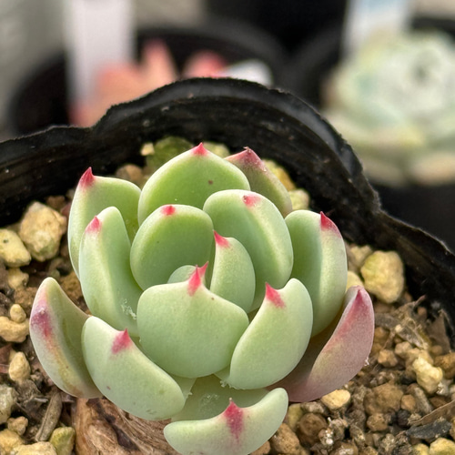多肉植物　美斑❦七福美尼錦　抜き苗 多肉植物 七福美尼錦 抜き苗