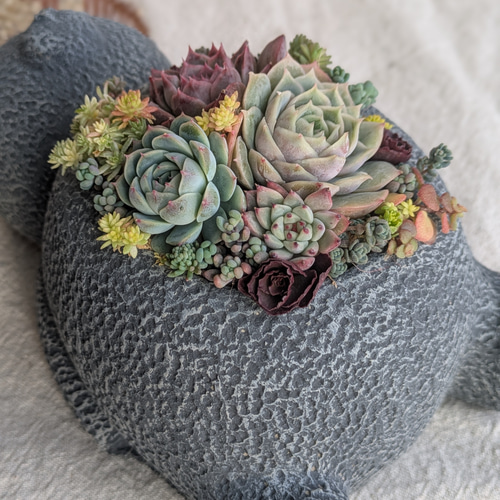 お昼寝くま鉢♡多肉植物の寄せ植え(大) 多肉植物 HANANAÉ 通販