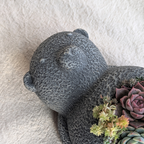 多肉寄せ植え✿くまちゃん✿そのまま飾れます 楽天市場】【送料無料】観葉植物 多肉植物（品種おまかせ）寄せ