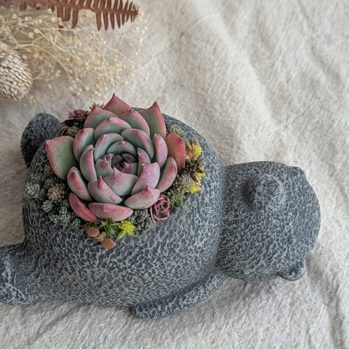 お昼寝くま鉢♡多肉植物の寄せ植え(小) 多肉植物 HANANAÉ 通販