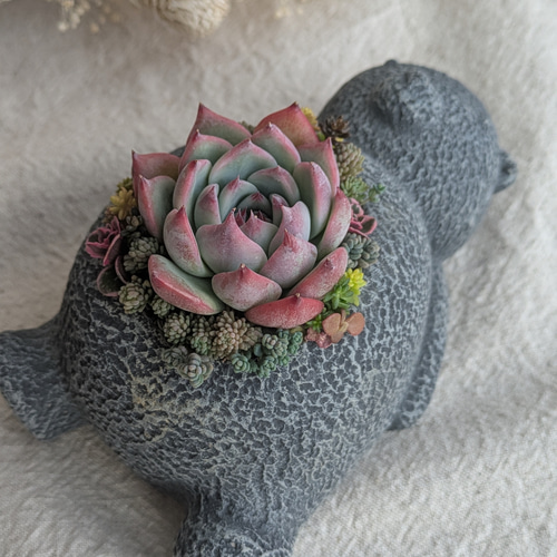 お昼寝くま鉢♡多肉植物の寄せ植え(小) 多肉植物 HANANAÉ 通販