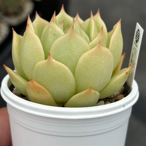 多肉植物 令和5年自宅実生2代目混合交配種子 産量多い 40円/粒 注文よろしく 本日のかわい子ちゃん #リンダリンダ 可愛いよ～ ぼのぼのさんの