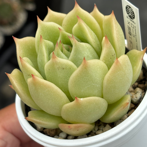 多肉植物 令和5年自宅実生2代目混合交配種子 産量多い 40円/粒 注文よろしく 本日のかわい子ちゃん #リンダリンダ 可愛いよ～ ぼのぼのさんの