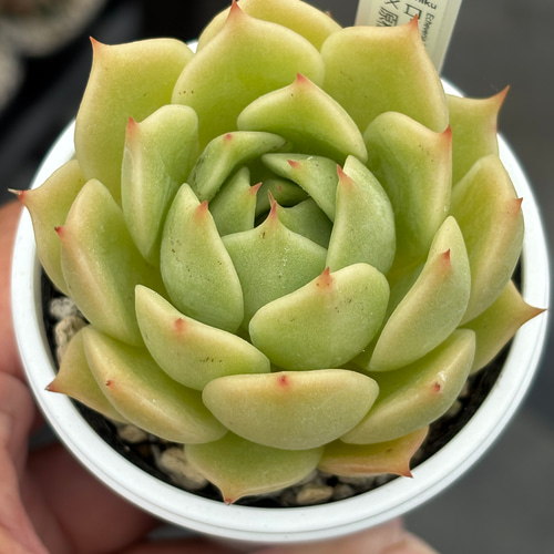 オリジナル交配苗！☆ローラ×原種エボニー 多肉植物 エケベリア交配