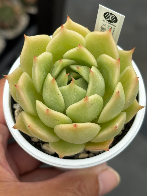 オリジナル交配苗！☆ローラ×原種エボニー 多肉植物 エケベリア交配