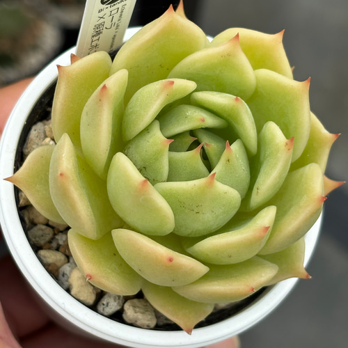 オリジナル交配苗！☆ローラ×原種エボニー 多肉植物 エケベリア交配