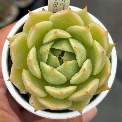 多肉植物 令和5年自宅実生2代目混合交配種子 産量多い 40円/粒 注文よろしく 山で採った種の実生とか2023年の交配種とか | コキリノ