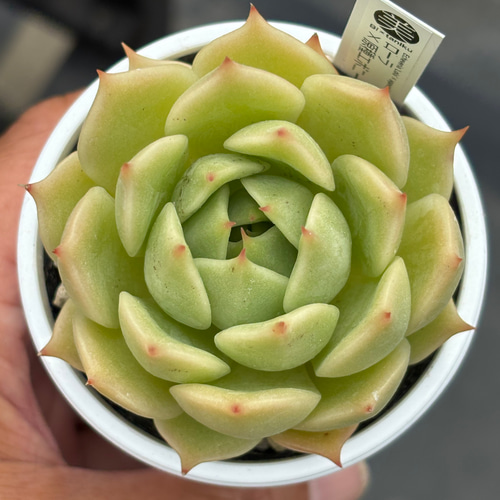 オリジナル交配苗！☆ローラ×原種エボニー 多肉植物 エケベリア交配