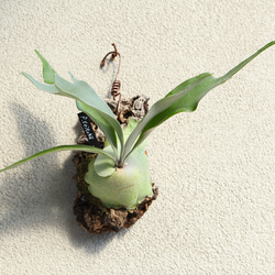 現品【P. Pegasus】ビカクシダ ペガサス No342 多肉植物 匠