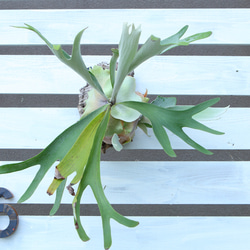 P. Veitchii 】ビカクシダ ビーチー ベイチー コルク付け No.354 多肉