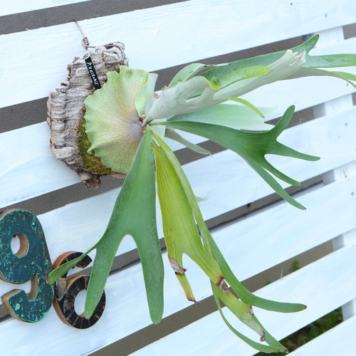 P. Veitchii 】ビカクシダ ビーチー ベイチー コルク付け No.354