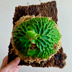 マダガスカリエンセ 幼苗 ビカクシダ 観葉植物 インテリアグリーン