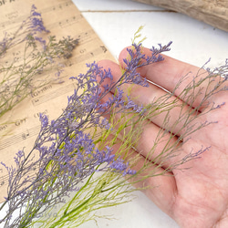 【2025新色】 カスピア　パープル/グリーン　【プリザーブドフラワー】　リモニウム　スターチス 4枚目の画像