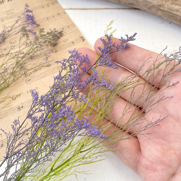 【2025新色】 カスピア　パープル/グリーン　【プリザーブドフラワー】　リモニウム　スターチス 4枚目の画像