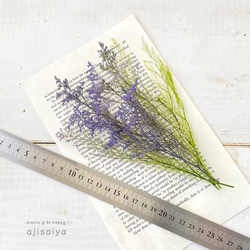 【2025新色】 カスピア　パープル/グリーン　【プリザーブドフラワー】　リモニウム　スターチス 3枚目の画像