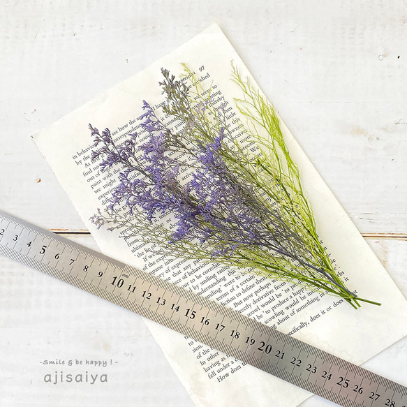 【2025新色】 カスピア　パープル/グリーン　【プリザーブドフラワー】　リモニウム　スターチス 3枚目の画像