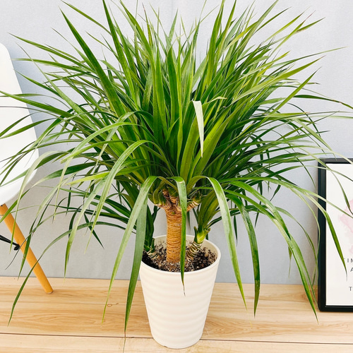 現品］【希少】8番 ドラセナ カンボジアーナ 観葉植物 レア 室内