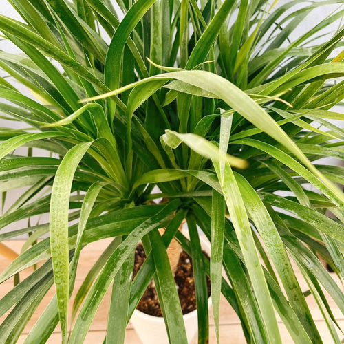 現品］【希少】17番 ドラセナ カンボジアーナ 観葉植物 レア 室内 幸福