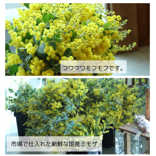 ボリュームたっぷり国産 フレッシュ ミモザのリース 25cm 結婚式 卒業