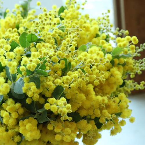 ボリュームたっぷり国産 フレッシュ ミモザのリース 25cm 結婚式 卒業